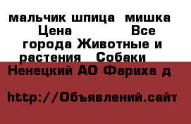 мальчик шпица (мишка) › Цена ­ 55 000 - Все города Животные и растения » Собаки   . Ненецкий АО,Фариха д.